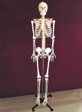 成人骨骼a模型176cm高人体仿真骨架关节活动医用教学美术四肢可拆