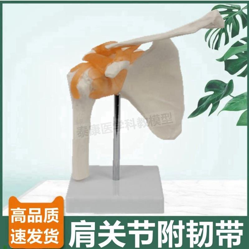 肩关节模型功能韧带锁骨肩胛骨肱骨人体骨骼中学生物W教具医用展