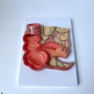 盲肠模型阑尾肠系膜淋巴结人体消化道大H肠小肠肛肠医院展示医患