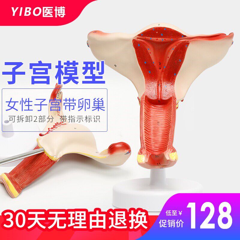女性子宫模型妇科 医用教具女性内外生殖器卵R巢阴道卵巢病理模型