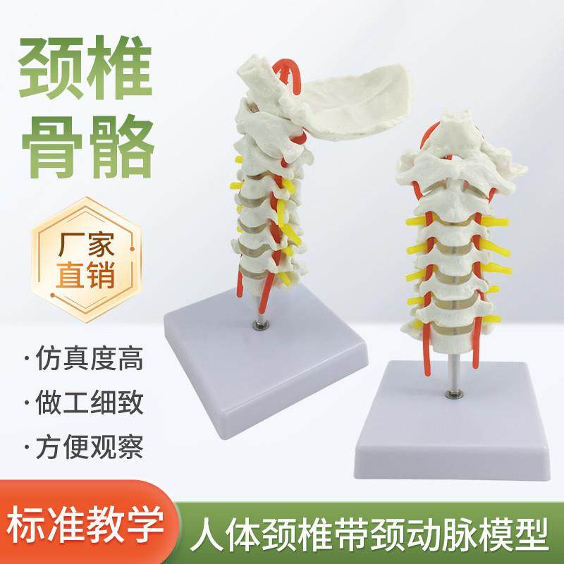 颈椎带颈动脉模型枕骨椎间盘颈椎E模型自然大人体颈椎脊椎模型