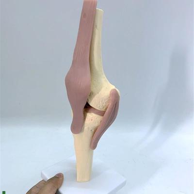 人体膝关节功能模型骨骼骨架z模型教学医用模型关人体节模型