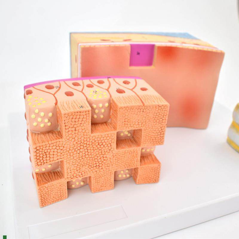 ENOVOd颐诺人体气管解剖结构模型气管壁喉解剖医学音乐教学学习喉,文具电教/文化用品/商务用品,教学标本/模型,淘宝优惠券,粉丝福利购,淘宝优惠卷