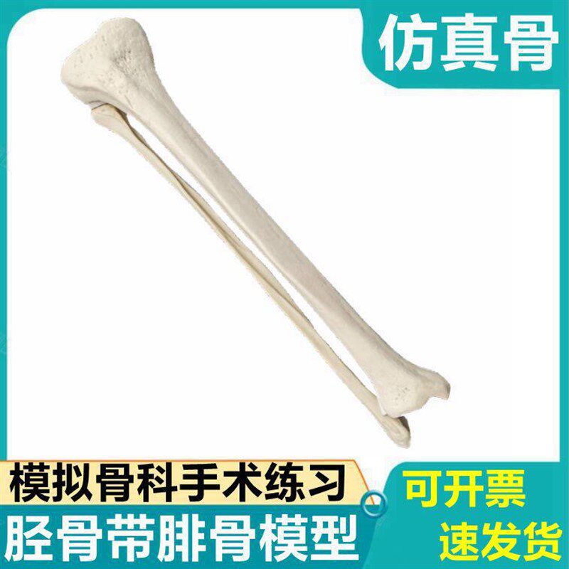 人工假骨头模型骨髓腔髓内钉练习松质皮质K骨四肢胫骨腓骨钻孔固