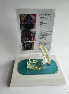 透明猫牙模型宠物动物骨骼兽医教X学教仪猫头骨牙科齿科厂家直销