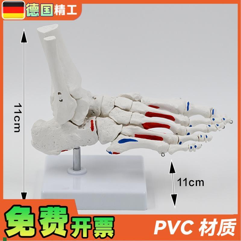 德国】1比1肌肉起止点脚骨模型脚关节踝关节足骨教W具脚骨仿真跖