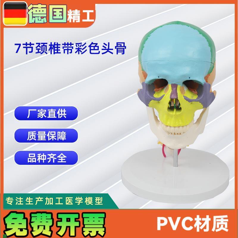 7节颈椎带彩色头骨模型人体头骨O模型骨科教学模具