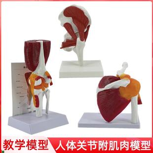 人体关节附肌肉模型髋r关节肩锁关节肩峰结构膝关节肌肉解剖