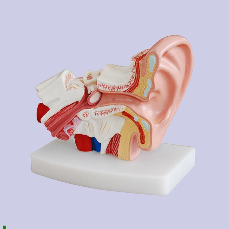 耳解剖模型