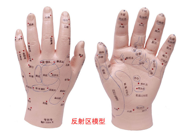 手耳 脚模型足底按摩模型w脚部足部反射区模型按摩针灸艾灸穴位