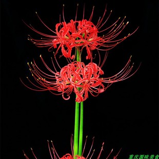 红花石蒜彼岸花老鸦蒜曼珠沙华庭院阳台窗台景观农家中草药材盆栽