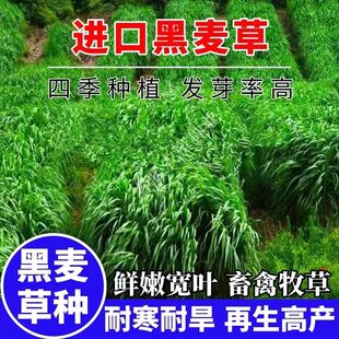 黑麦草种籽子种四季多年生耐寒牧草种子畜牧养殖草种鸡鸭牛羊鱼草