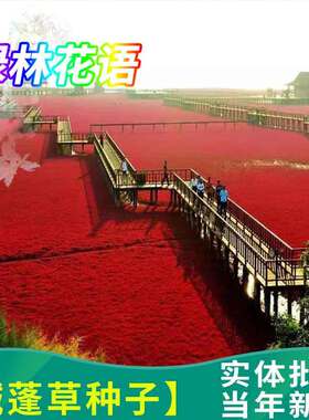 碱蓬草种子红色翅碱蓬卤蓬土壤改善沙荒地绿化耐盐碱治理土壤改良