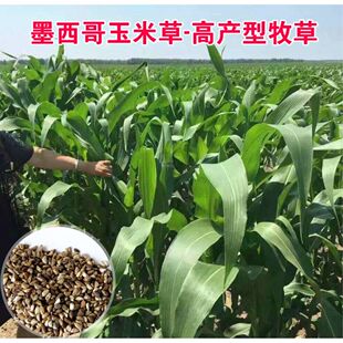 墨西哥玉米草种籽牧草种子猪牛多年生再生畜牧养殖喂鱼草种籽四季
