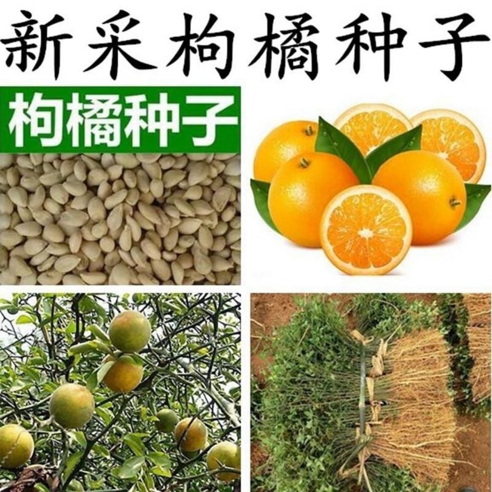 新采枸橘种子枳壳种子香橙红橘种子柑橘马甲子嫁接砧木带刺篱笆墙