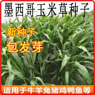 墨西哥玉米草种籽牧草四季养殖牛羊鱼猪鹅再生畜牧玉米草种子