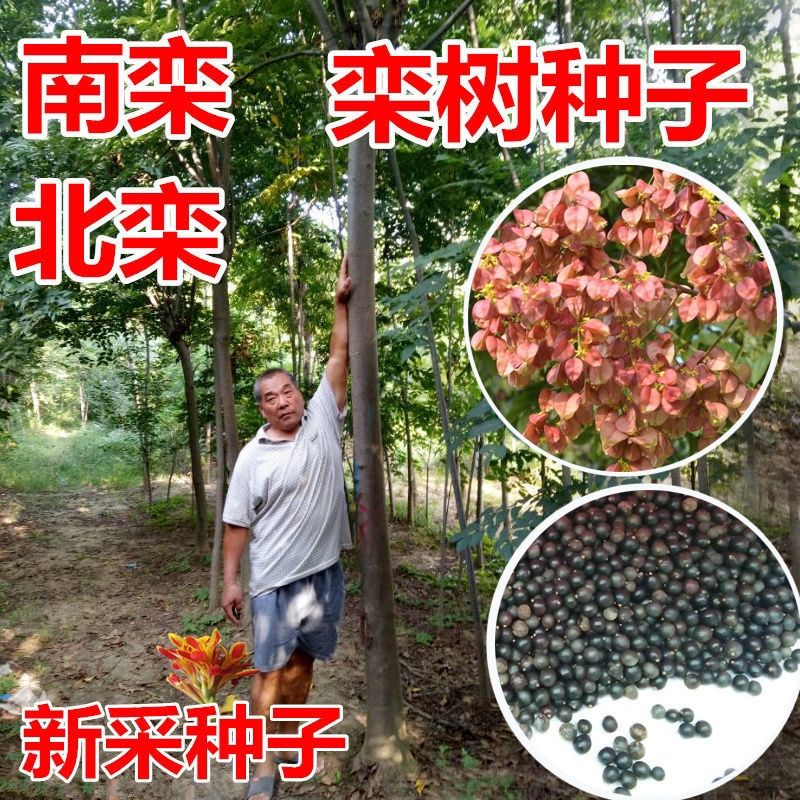 新采栾树种子 北京栾树种子 林木种子 黄山栾树种子 北栾南栾包邮