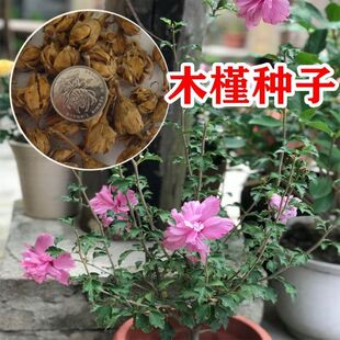 速生木槿种子红花木槿种子 重瓣 朱槿 木棉喇叭花荆条树种子花籽