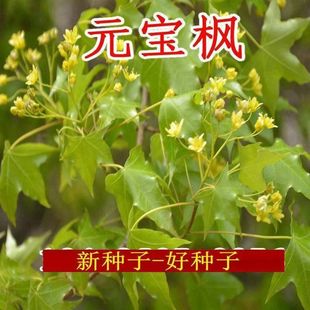 元宝枫种子优质野生绿化庭院地栽育苗林木南北方种植元宝枫种子