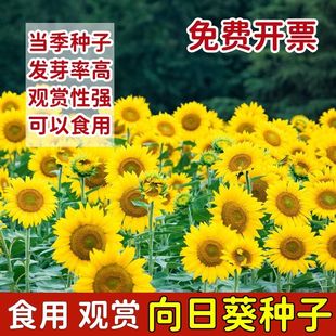 向日葵种孑食用葵花籽高杆矮杆观赏种子室外阳台土培盆栽四季开花