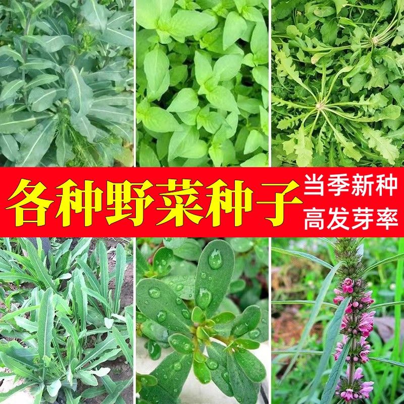 野菜种子蒲公英野生马齿苋荠菜蕨菜面条苦菜刺老芽香椿益母草种子