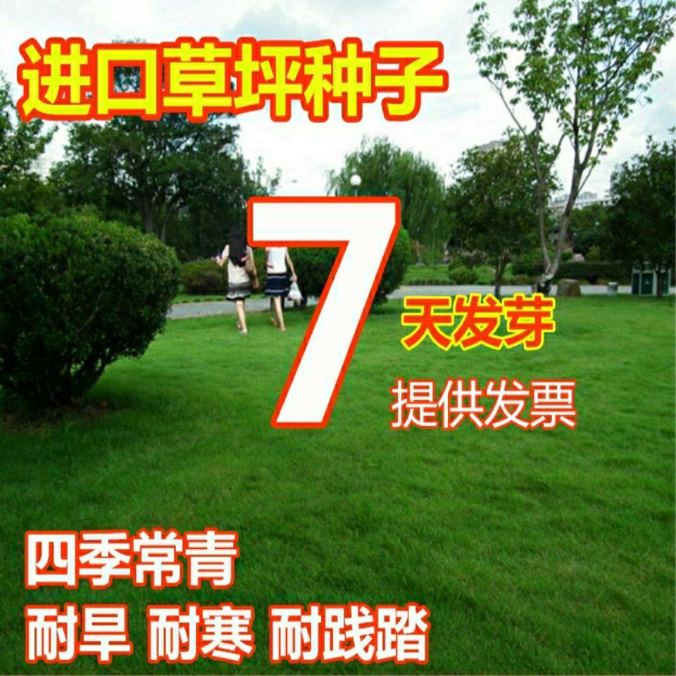 进口草坪种子美国四季青高羊茅狗家庭园艺种子