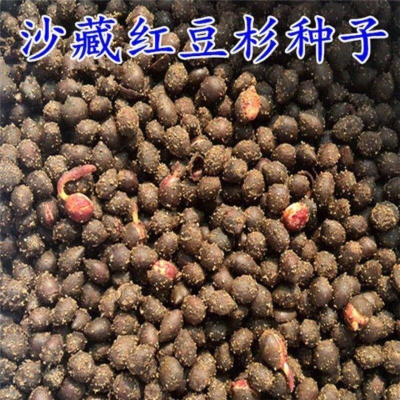 正宗沙藏东北方南方红豆杉种子曼家庭园艺种子