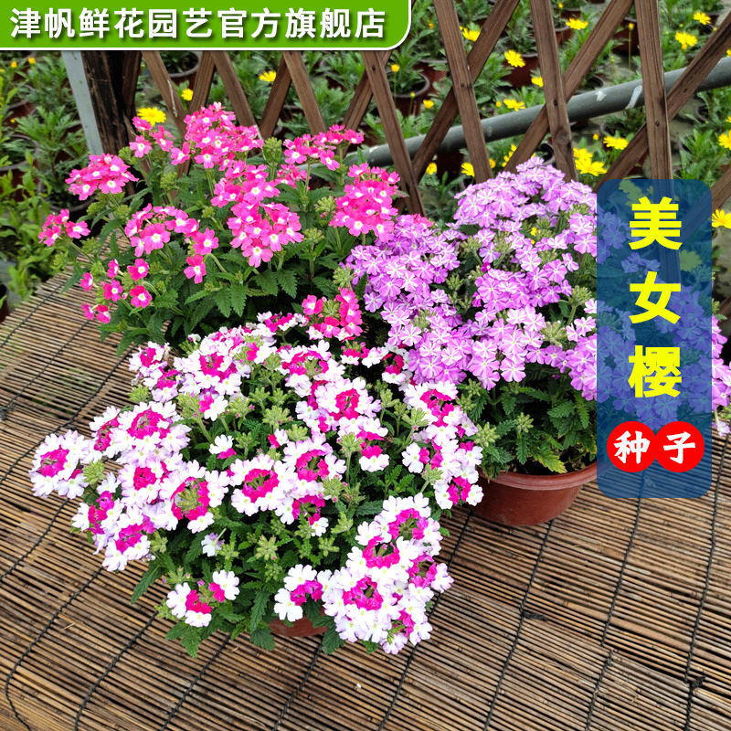 细叶美女樱种子懒人美人樱耐热花卉耐高温四季樱花盆栽花四季开花