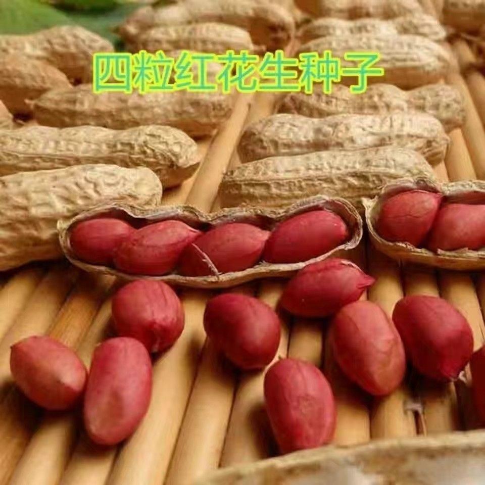 新货 去壳红皮花生农家自产 四粒红种子红衣生米 花生种子