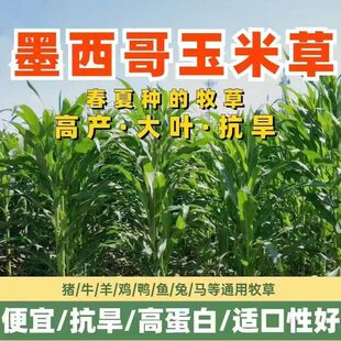 墨西哥玉米草种籽牧草种子猪牛多年生再生畜牧养殖喂鱼草种籽四季