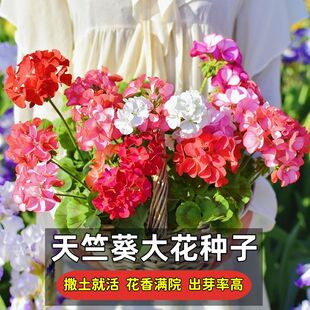 重瓣天竺葵种子四季播种易开花室内洋绣球花花种子籽观花盆栽花卉