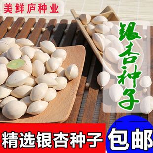 银杏树种子 特级白果公孙树台湾相思树 美丽胡枝子鸽子树珙桐种子