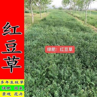 牧草种子红豆草驴豆种籽饲草种植作物耐寒红豆草籽种家畜高产草籽