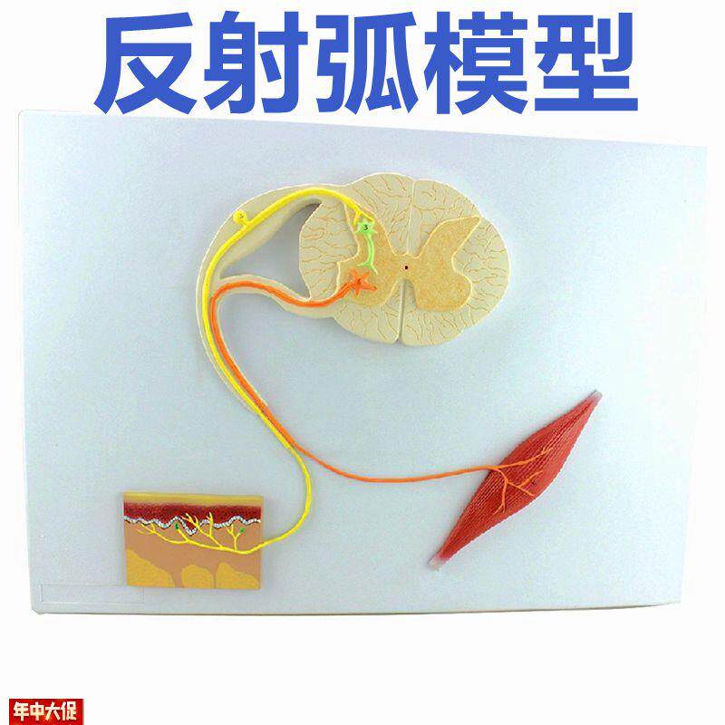 反射弧模型神经传导感受器神经细胞结构脊髓p解剖神经根中枢神经