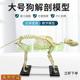 犬骨骼模型仿真大型成年狗骨架标本狗头宠物兽医畜牧动物解剖大号