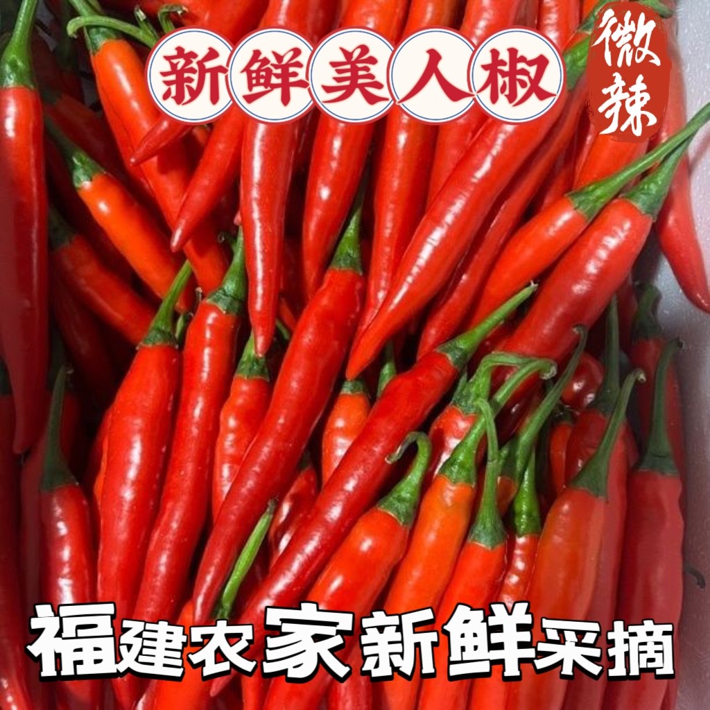 新鲜现摘美人椒福建农家种植可剁椒泡椒做辣椒酱微辣新鲜餐饮供应