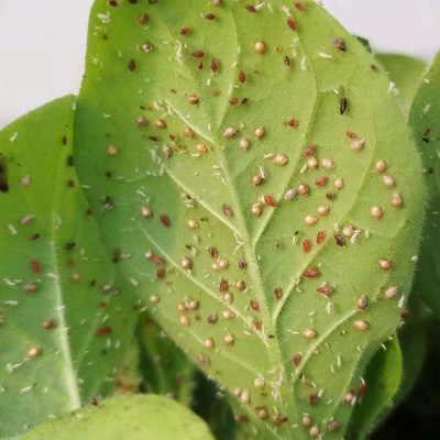 蚜虫活体科研昆虫工厂直销益虫