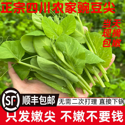 现摘四川新鲜豌豆尖时令蔬菜应季