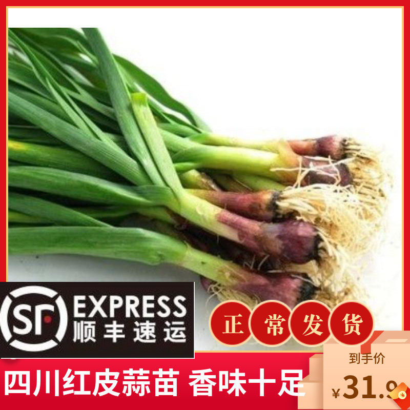 四川新鲜蒜苗青蒜苗红皮蒜苗回锅肉配菜大蒜苗香蒜苗3斤包邮|ruв категории водной мясо/свежие фрукты и овощи/еда, свежие овощи/овощной продукции, свежие овощи, другие - от Buy2taobao.com для оказания профессиональной услуги покупки агента Taobao