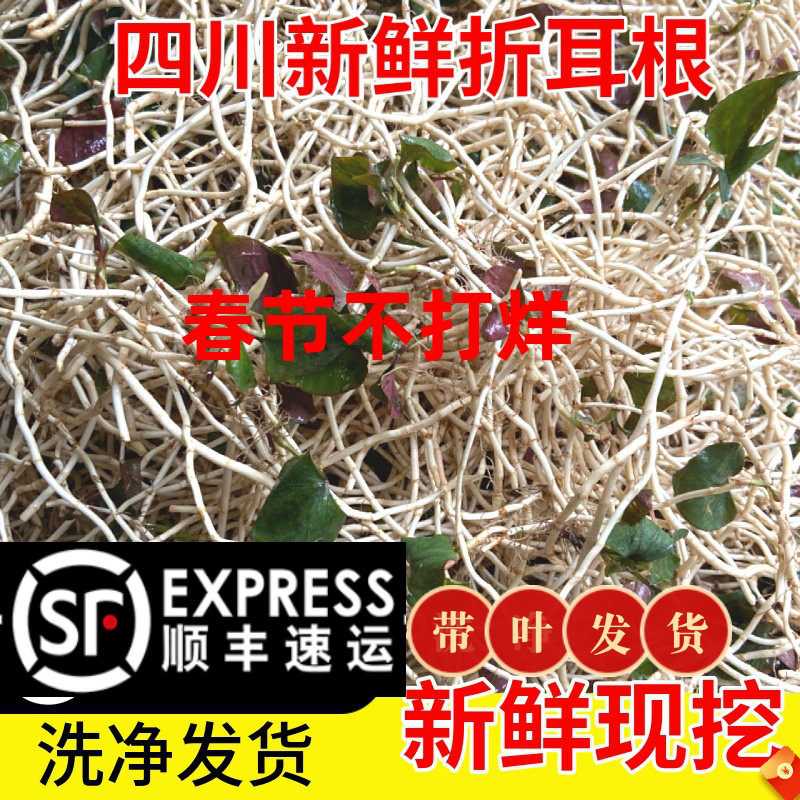 【顺丰包邮】现挖四川新鲜折耳根鱼腥草猪鼻孔凉拌侧耳根包邮