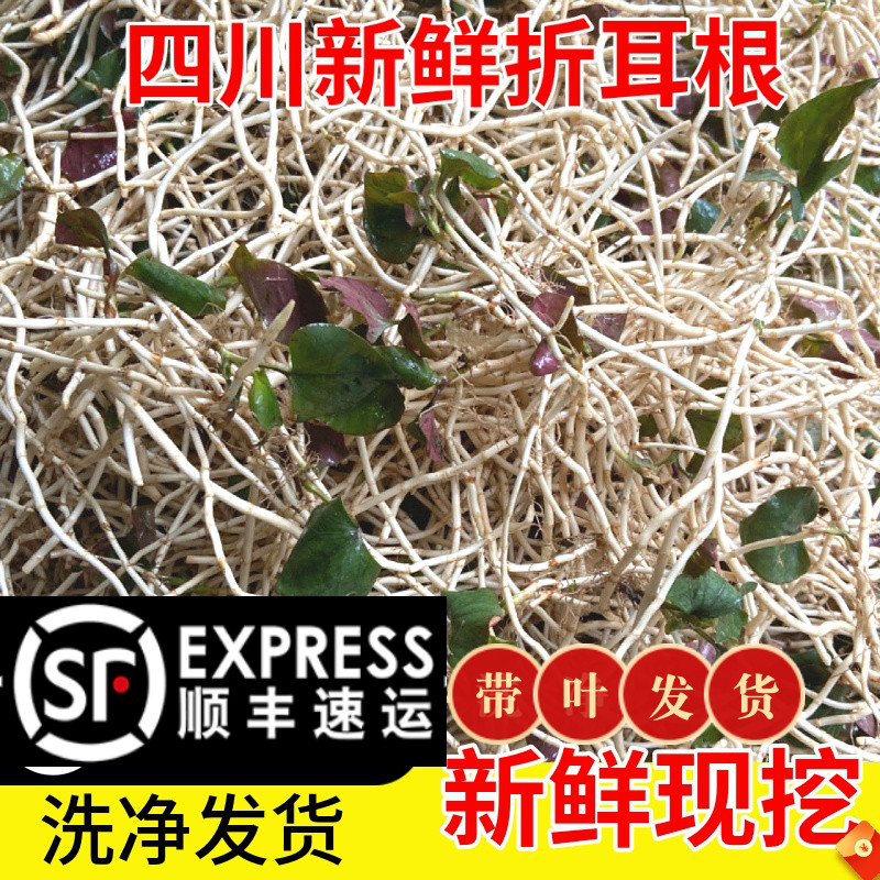 新鲜折耳根蔬菜鲜味岭现挖