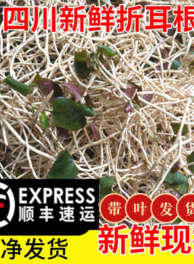 【顺丰包邮】现挖四川新鲜折耳根鱼腥草猪鼻孔凉拌侧耳根包邮