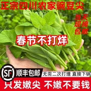 顺丰包邮现摘四川新鲜豌豆尖豌豆苗时令蔬菜应季蔬菜煮汤火锅食材