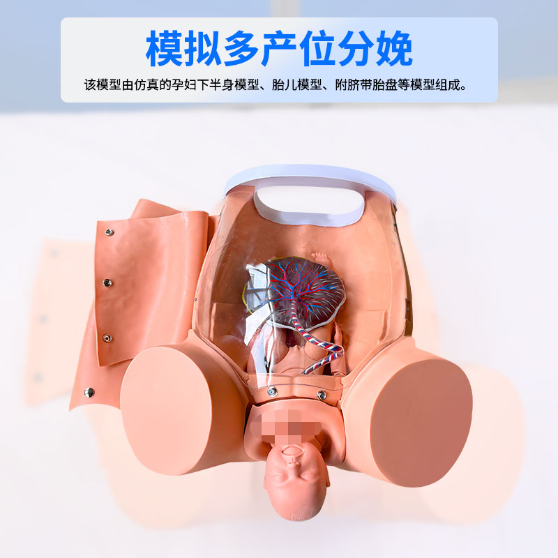 高级难产示教训练模型