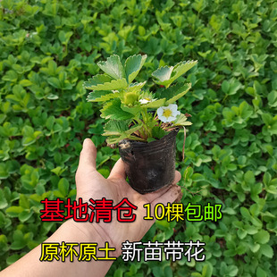 结果草莓苗盆栽秧苗果树苗 草莓苗带花带果带土特大果奶油草莓四季