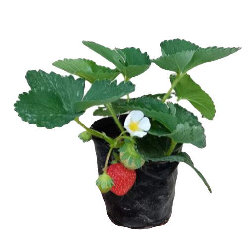 绿满地草莓苗带花带果带育苗盆土