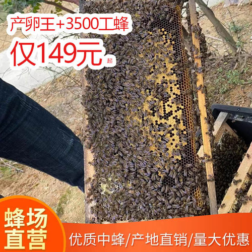 顺丰发货蜜蜂蜂群土蜂中蜂中华蜂笼蜂带子脾原王原箱活体包活养蜂