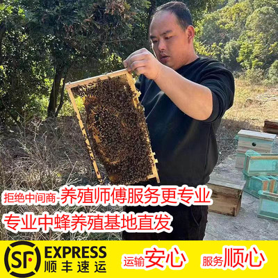 顺丰蜜蜂群带王带子脾蜂箱活体阿坝开产王笼蜂土蜂中蜂蜂群出售