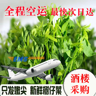 广西树仔菜酒楼采购天绿香空运益肝菜潮汕菜五指山野菜酒楼特色菜