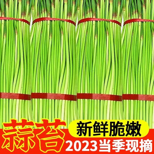 新鲜蒜苔10斤蔬菜当季农家自种青菜红帽蒜薹蒜毫青蒜苗整箱包邮5